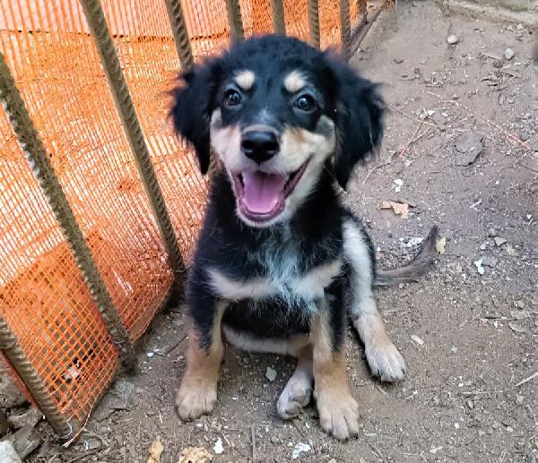 Rey, Cucciolino Di 2 Mesi, Futura Taglia Media